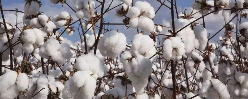 哪些棉花品种适合河北种植