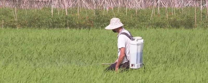 常见的杀虫剂品牌有哪些？什么是功效和功能