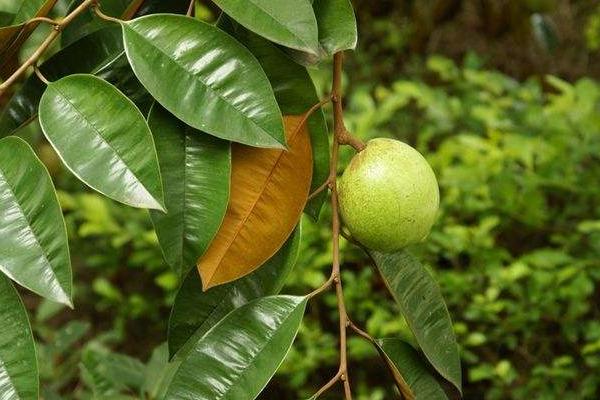 农村种植什么水果管理简单收益高？可以考虑这七种