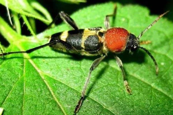 红缘天牛吃什么食物？红缘天牛该如何防治