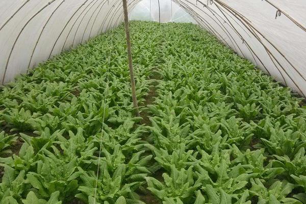 生菜种植时浇定植水，大概什么时候加肥料