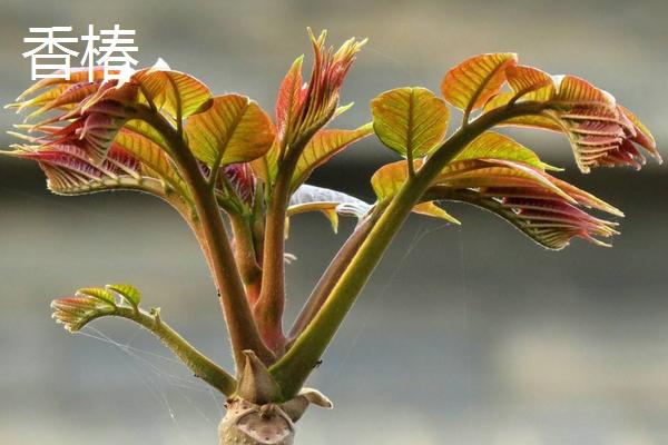 大连常见的野菜有哪些？介绍大连野菜的种类