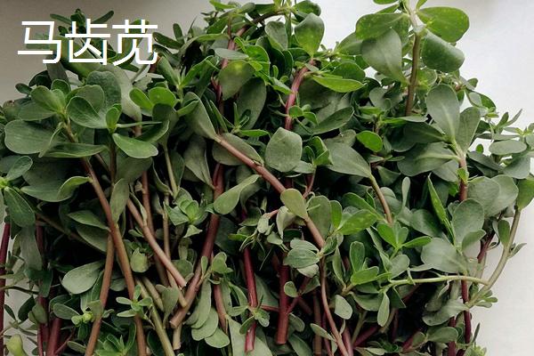 种植这五种野菜的农民前景好，销量高